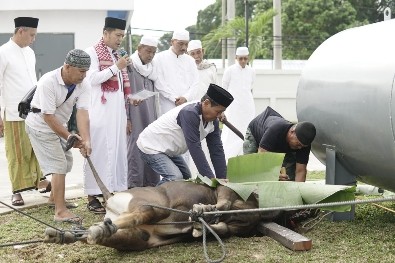 Bank Jambi Kurban 53 Sapi