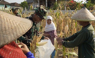 TMMD 129 Bojonegoro: Satgas Turun ke Ladang Bantu Petani Panen Jagung   