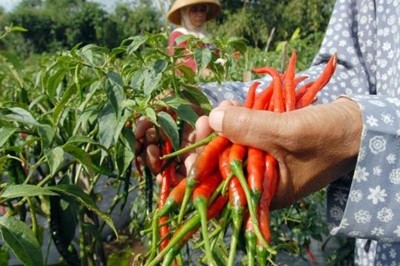 Waw !!! Harga Cabe Merah di Kota Jambi Naik 26 Ribu Per kilo