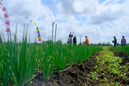 Hari Tani Nasional, Momentum Kebangkitan Pertanian Berkelanjutan di Lahan Gambut